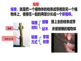 初中生物濟南版（2024）七年級下冊4.1.1  無性生殖保持了生物遺傳特征的穩(wěn)定 課件