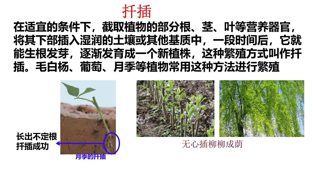 初中生物济南版（2024）七年级下册4.1.1 无性生殖保持了生物遗传特征的稳定 课件第8页