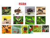 初中生物濟(jì)南版（2024）七年級(jí)下冊(cè)4.1.2  有性生殖增加了后代的多樣性第一課時(shí) 課件