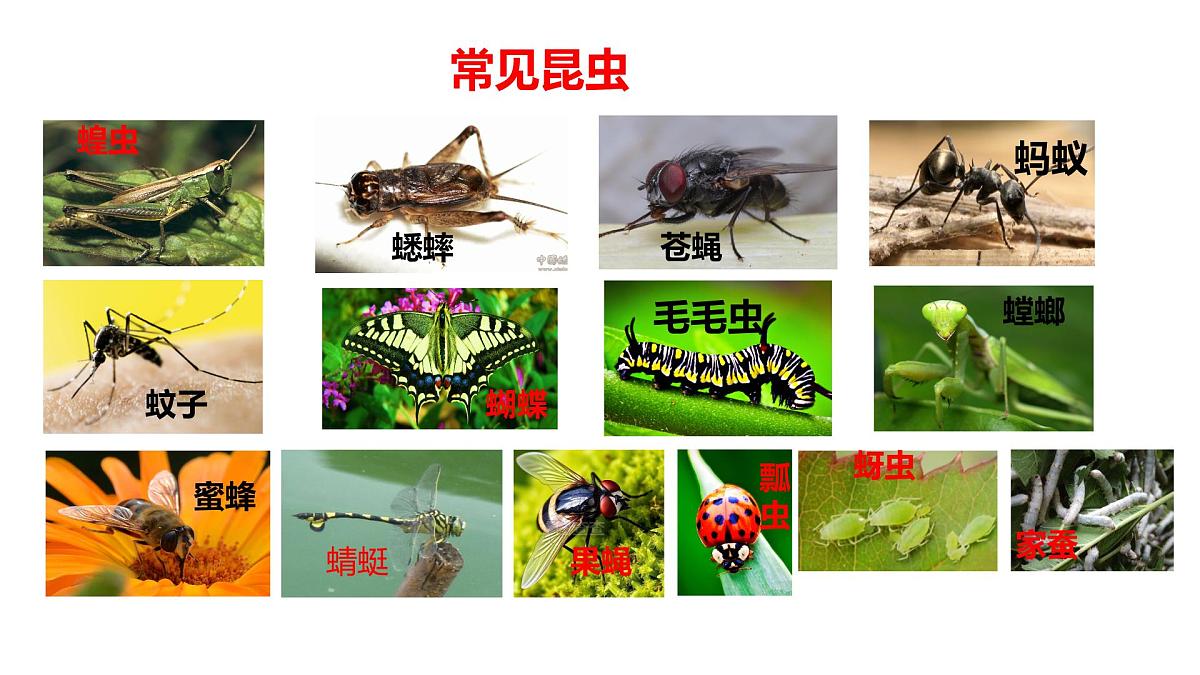 初中生物济南版（2024）七年级下册4.1.2 有性生殖增加了后代的多样性第一课时 课件第2页
