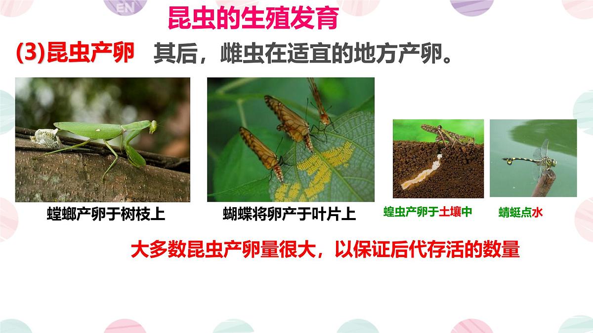 初中生物济南版（2024）七年级下册4.1.2 有性生殖增加了后代的多样性第一课时 课件第5页