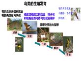 初中生物濟(jì)南版（2024）七年級(jí)下冊(cè)4.1.2  有性生殖增加了后代的多樣性第二課時(shí) 課件