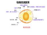 初中生物濟(jì)南版（2024）七年級(jí)下冊(cè)4.1.2  有性生殖增加了后代的多樣性第二課時(shí) 課件