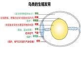 初中生物濟(jì)南版（2024）七年級(jí)下冊(cè)4.1.2  有性生殖增加了后代的多樣性第二課時(shí) 課件