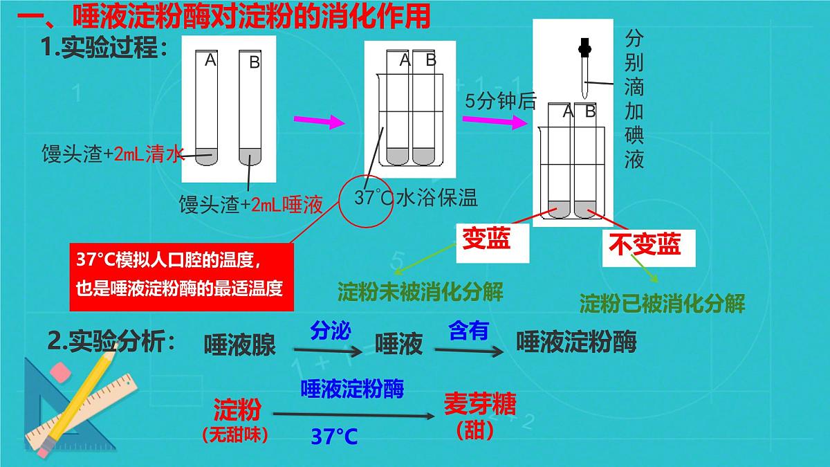 初中生物冀少版（2024）七年级下册3.1.3 食物的消化和营养物质的吸收 课件第4页