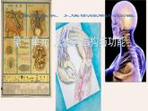 初中生物冀少版（2024）七年級(jí)下冊(cè)3.1.2 人體生命活動(dòng)需要的營(yíng)養(yǎng)物質(zhì) 課件