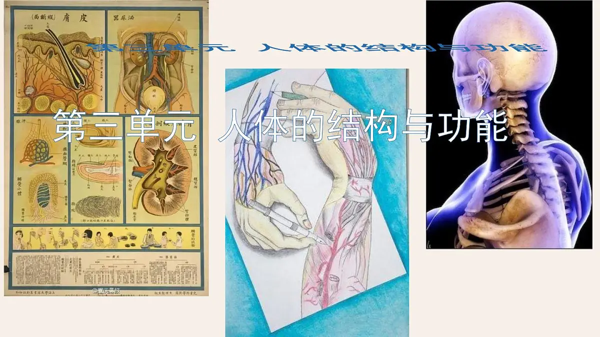 初中生物冀少版（2024）七年级下册3.1.2 人体生命活动需要的营养物质 课件第1页