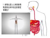 初中生物冀少版（2024）七年級下冊3.1.1 消化系統(tǒng)的組成 課件