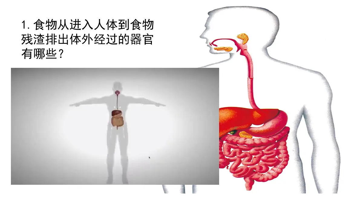 初中生物冀少版（2024）七年级下册3.1.1 消化系统的组成 课件第4页