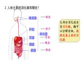 初中生物冀少版（2024）七年級下冊3.1.1 消化系統(tǒng)的組成 課件