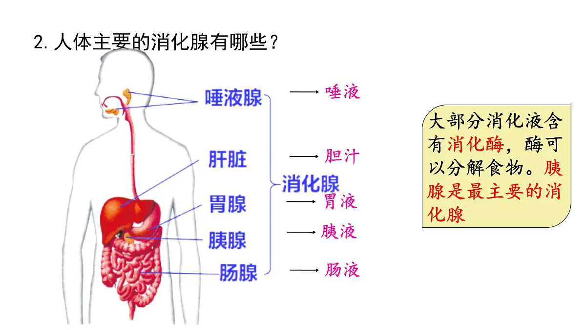 初中生物冀少版（2024）七年级下册3.1.1 消化系统的组成 课件第5页