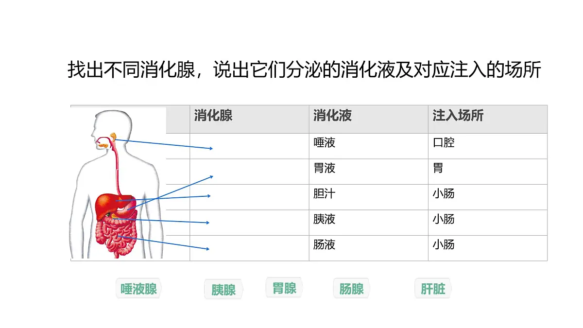 初中生物冀少版（2024）七年级下册3.1.1 消化系统的组成 课件第6页