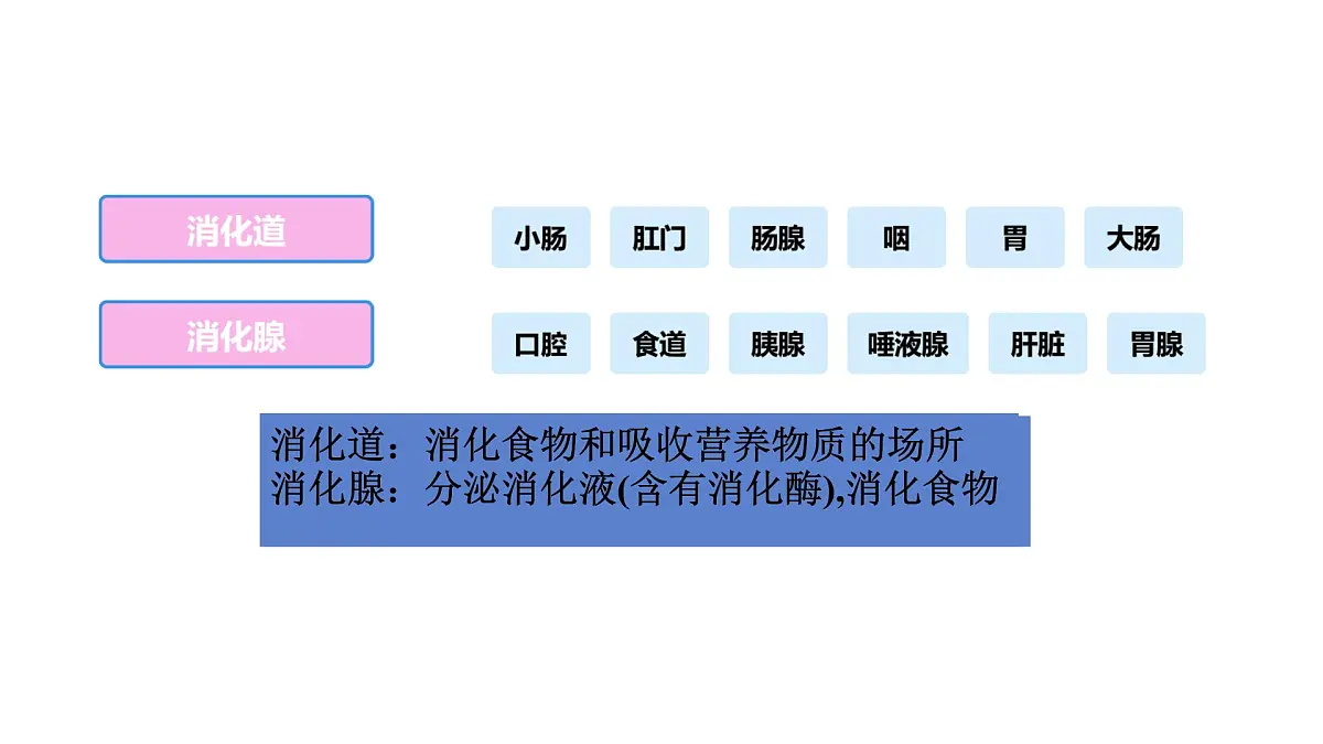 初中生物冀少版（2024）七年级下册3.1.1 消化系统的组成 课件第7页