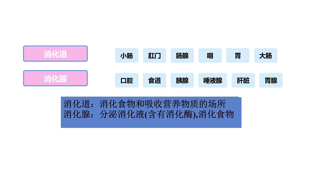 初中生物冀少版（2024）七年级下册3.1.1 消化系统的组成 课件第7页