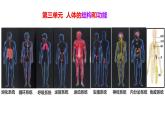 初中生物冀少版（2024）七年級下冊3.1.1 消化系統(tǒng)的組成 課件