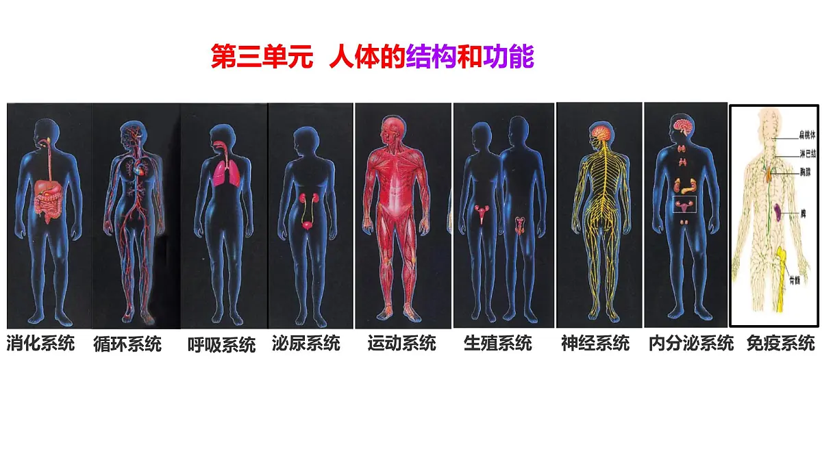 初中生物冀少版（2024）七年级下册3.1.1 消化系统的组成 课件第1页