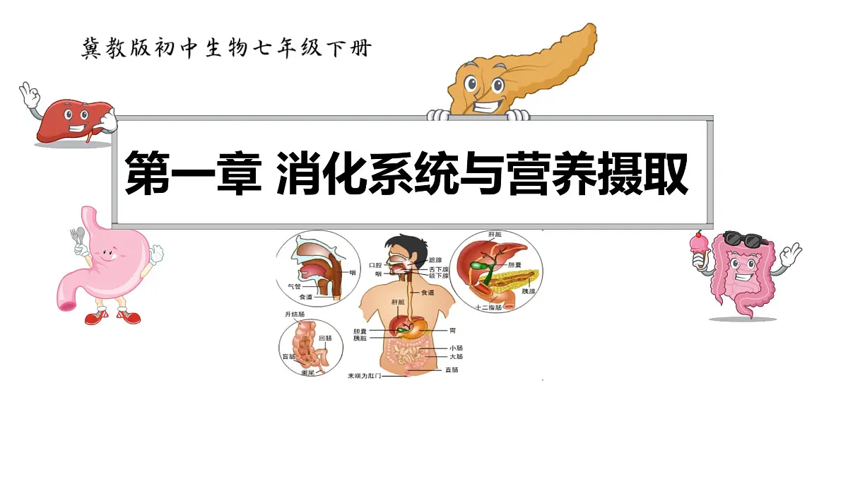 初中生物冀少版（2024）七年级下册3.1.1 消化系统的组成 课件第2页