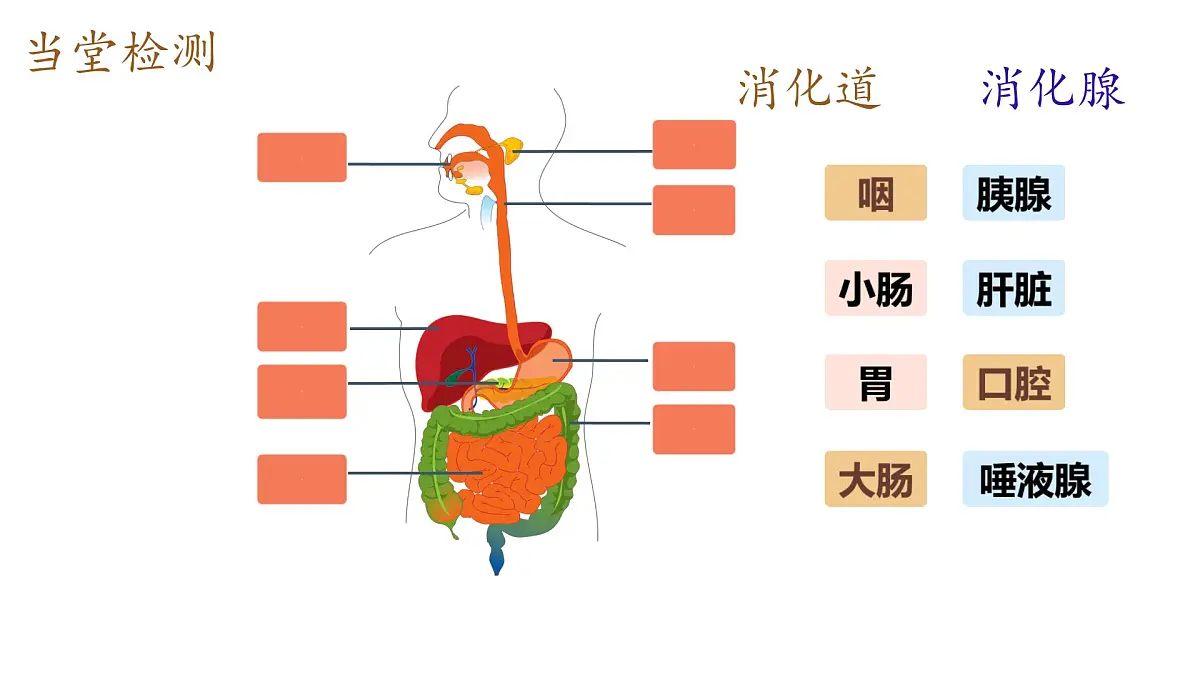 初中生物冀少版（2024）七年级下册3.1.1 消化系统的组成 课件第5页