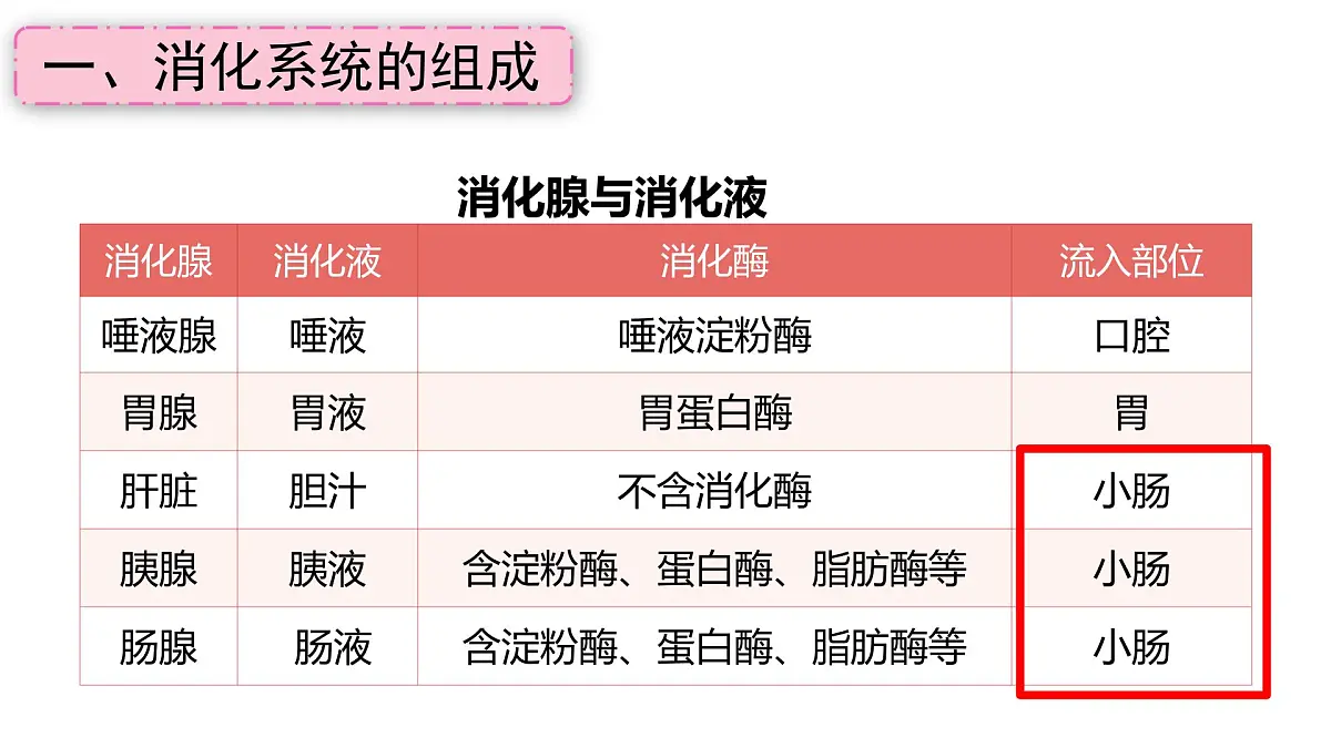 初中生物冀少版（2024）七年级下册3.1.1 消化系统的组成 课件第7页