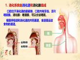 初中生物冀少版（2024）七年級下冊3.1消化系統(tǒng)與營養(yǎng)攝取 課件