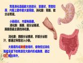 初中生物冀少版（2024）七年級下冊3.1消化系統(tǒng)與營養(yǎng)攝取 課件
