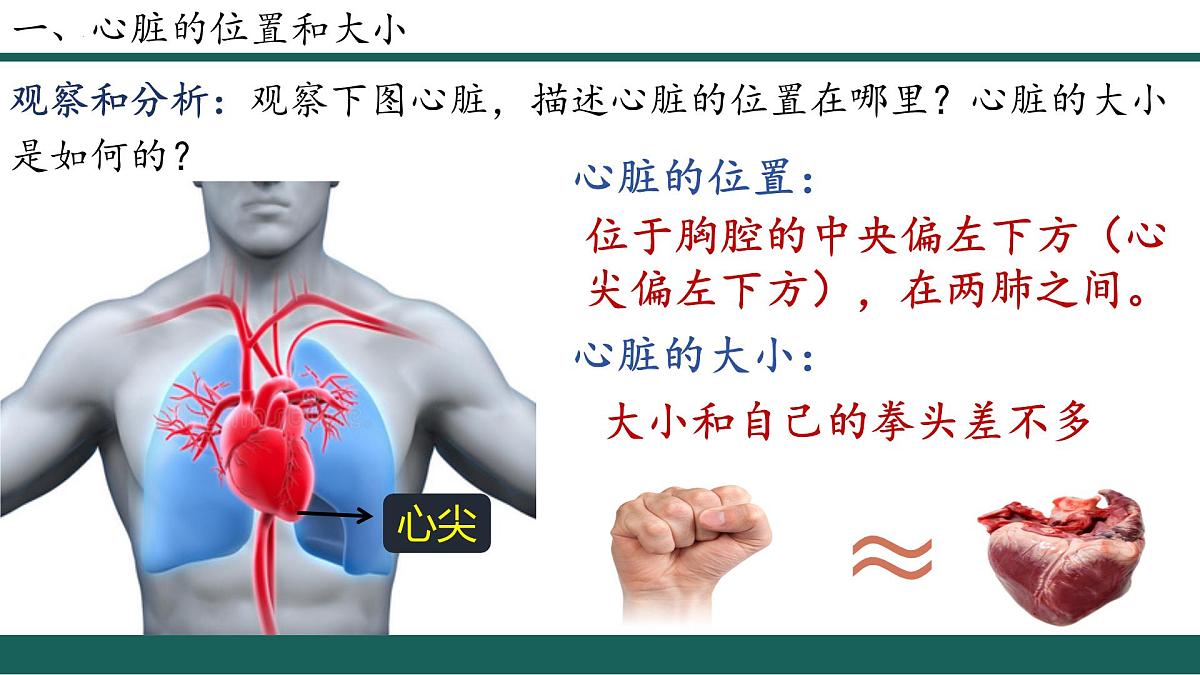 人教版生物七年级下册4.4.3《输送血液的泵—心脏》（第1课时）课件第3页