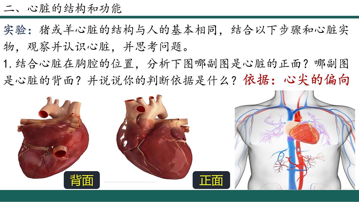 人教版生物七年级下册4.4.3《输送血液的泵—心脏》（第1课时）课件第4页