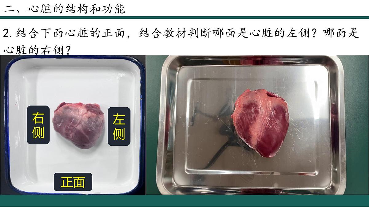 人教版生物七年级下册4.4.3《输送血液的泵—心脏》（第1课时）课件第5页