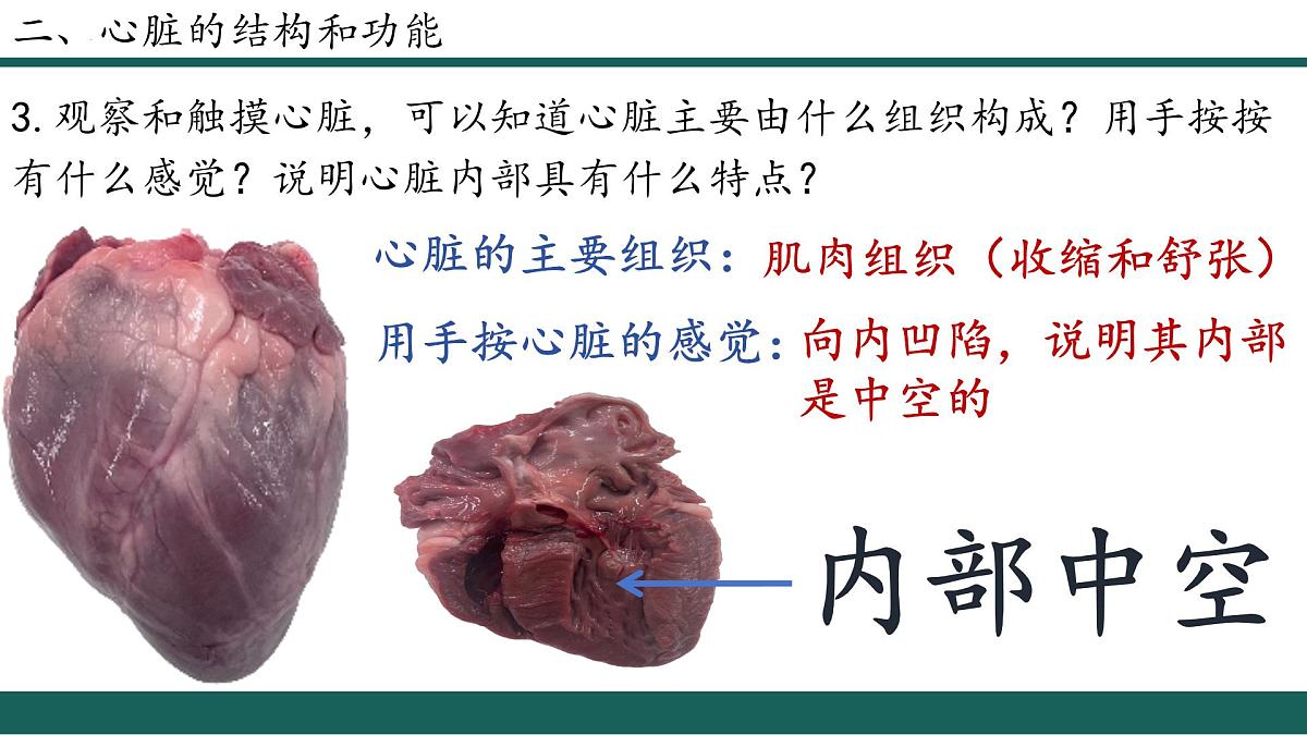 人教版生物七年级下册4.4.3《输送血液的泵—心脏》（第1课时）课件第6页