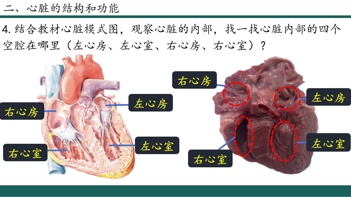 人教版生物七年级下册4.4.3《输送血液的泵—心脏》（第1课时）课件第7页