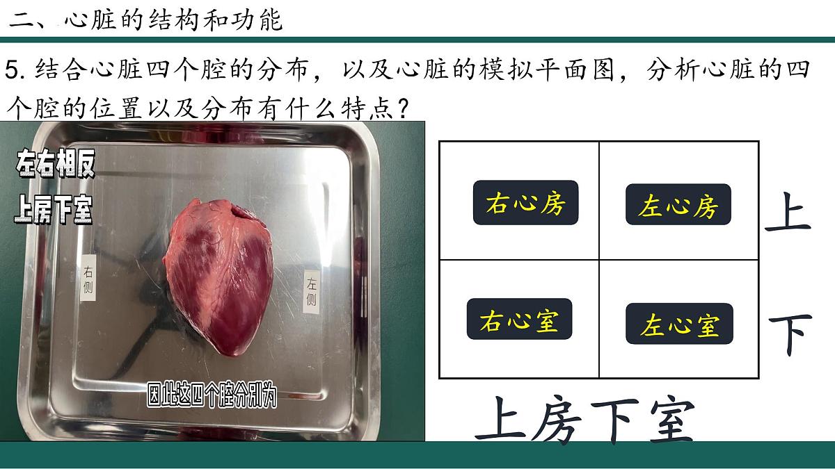 人教版生物七年级下册4.4.3《输送血液的泵—心脏》（第1课时）课件第8页