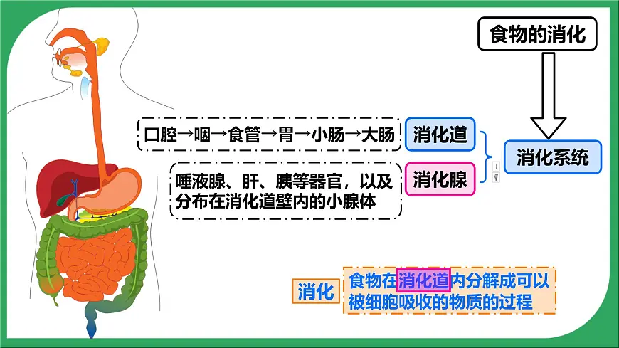 人教版生物七年级下册4.2.2《消化和吸收》课件第3页