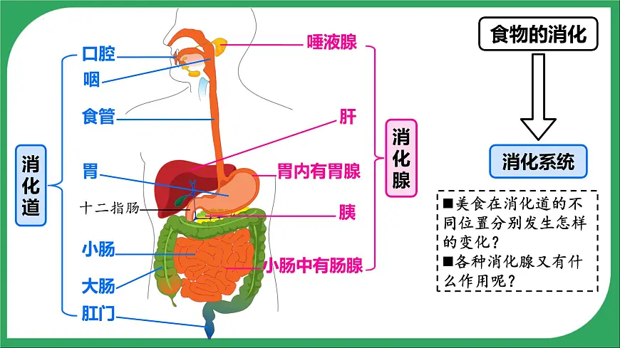 人教版生物七年级下册4.2.2《消化和吸收》课件第4页