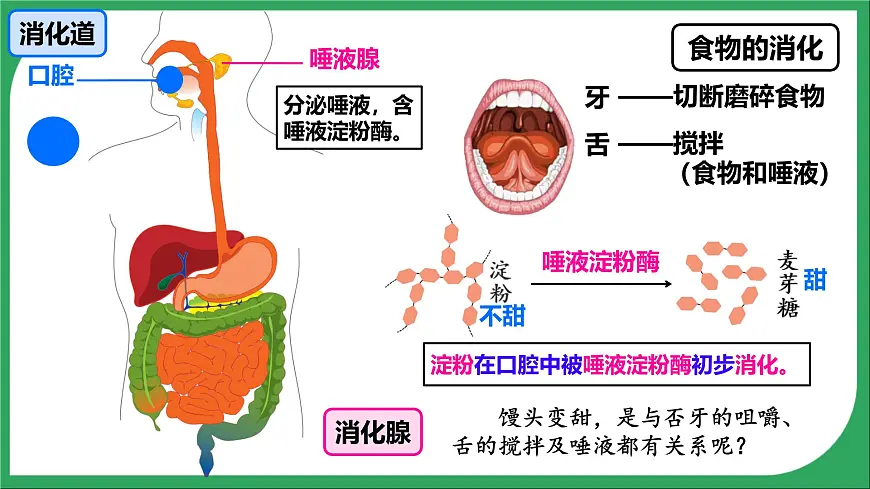 人教版生物七年级下册4.2.2《消化和吸收》课件第5页
