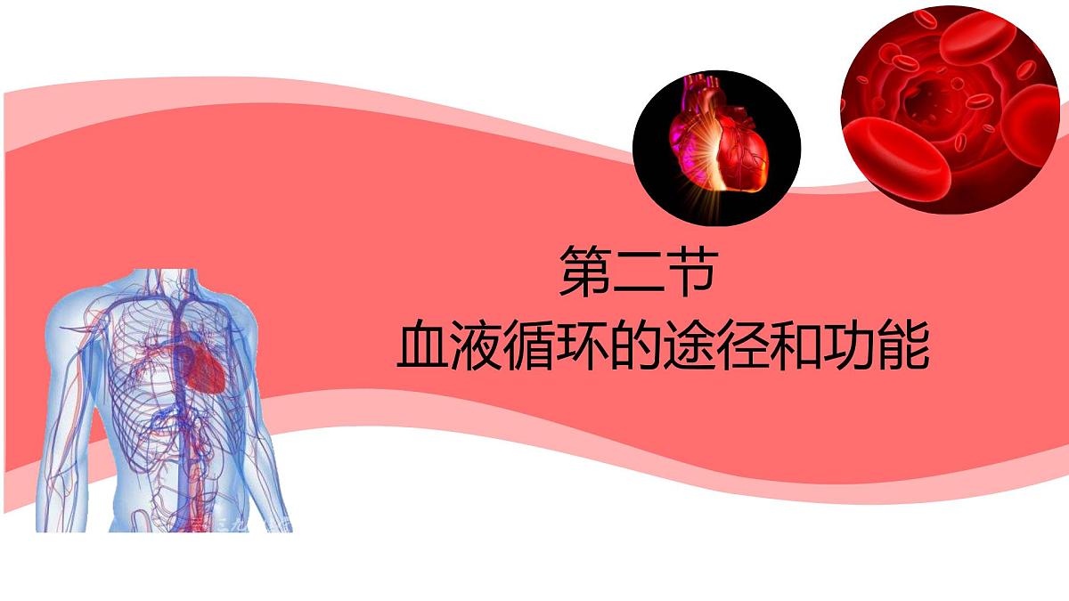 初中生物冀少版（2024）七年级下册3.2.2 血液循环的途径和功能 课件第1页