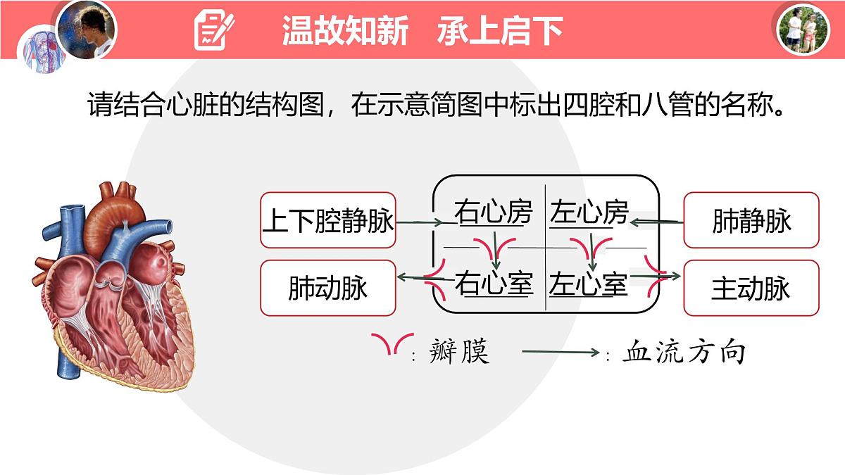 初中生物冀少版（2024）七年级下册3.2.2 血液循环的途径和功能 课件第3页