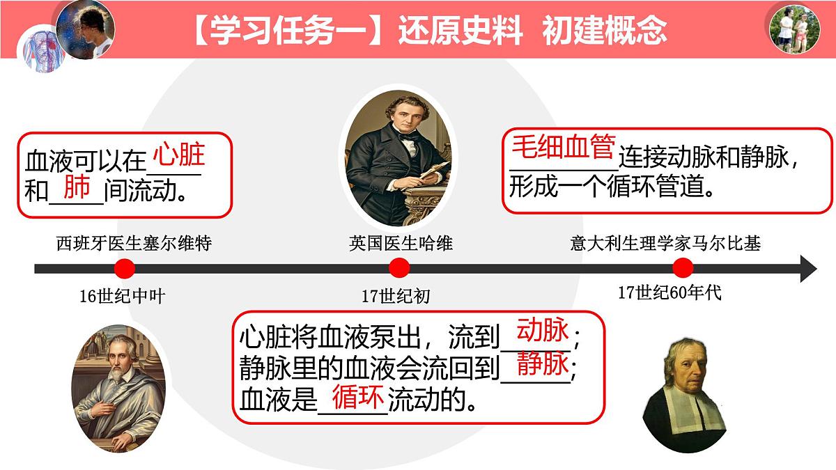 初中生物冀少版（2024）七年级下册3.2.2 血液循环的途径和功能 课件第5页