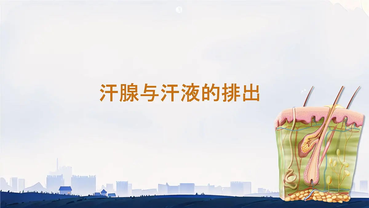 初中生物冀少版（2024）七年级下册3.4.3 汗腺与汗液的排出 课件第1页