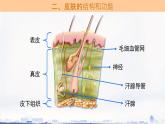 初中生物冀少版（2024）七年級下冊3.4.3 汗腺與汗液的排出 課件