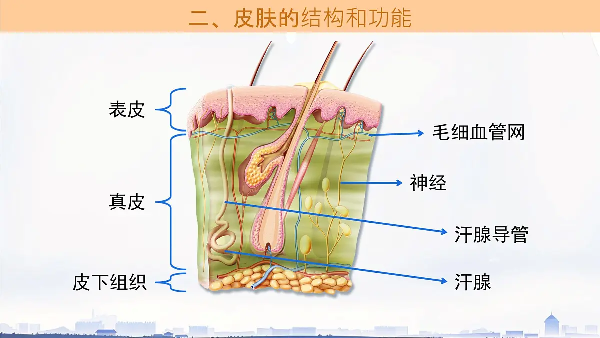 初中生物冀少版（2024）七年级下册3.4.3 汗腺与汗液的排出 课件第5页