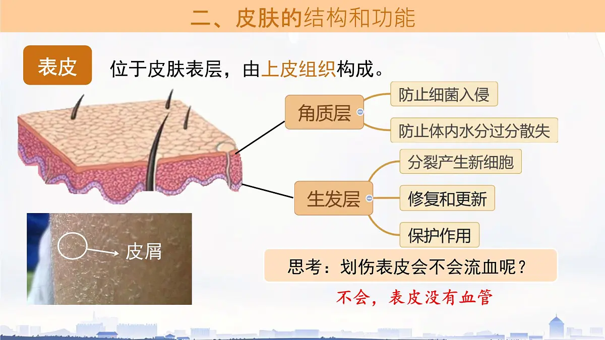初中生物冀少版（2024）七年级下册3.4.3 汗腺与汗液的排出 课件第6页