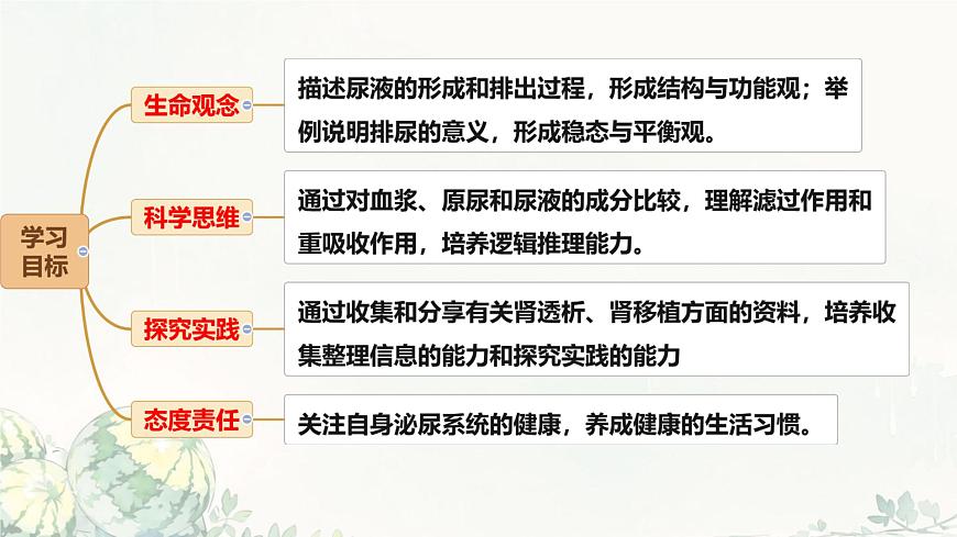 初中生物冀少版（2024）七年级下册3.4.2 尿液的形成和排出 课件第2页