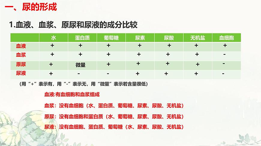 初中生物冀少版（2024）七年级下册3.4.2 尿液的形成和排出 课件第4页