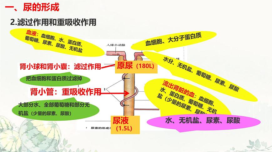 初中生物冀少版（2024）七年级下册3.4.2 尿液的形成和排出 课件第5页