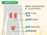 初中生物冀少版（2024）七年級(jí)下冊(cè)3.4.2 尿液的形成和排出 課件