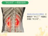 初中生物冀少版（2024）七年級(jí)下冊(cè)3.4.2 尿液的形成和排出 課件