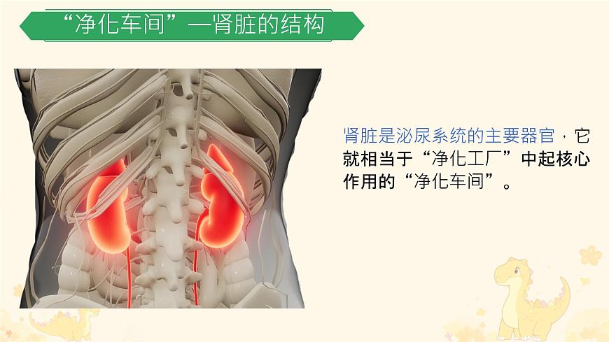 初中生物冀少版（2024）七年级下册3.4.2 尿液的形成和排出 课件第5页