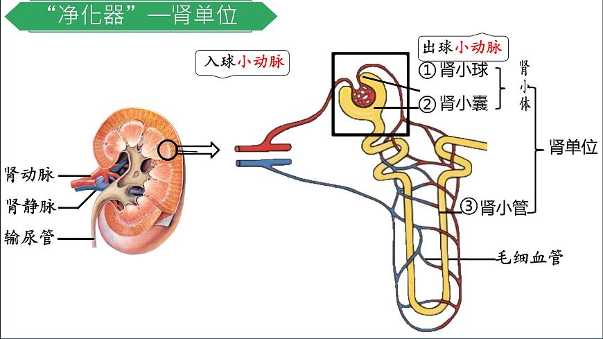初中生物冀少版（2024）七年级下册3.4.2 尿液的形成和排出 课件第6页