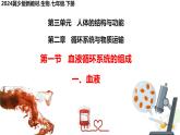 初中生物冀少版（2024）七年級下冊3.2.1 血液循環(huán)系統(tǒng)的組成 課件