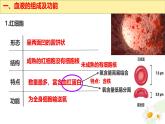 初中生物冀少版（2024）七年級下冊3.2.1 血液循環(huán)系統(tǒng)的組成 課件